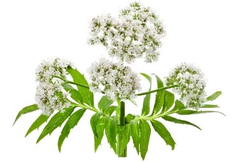 Cardiol содржи Valerian officinalis